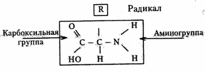 Формула аминокислоты