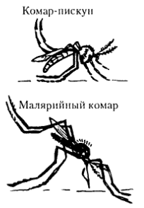 Комар пискун и малярийный комар