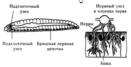 Нервная система дождевого червя