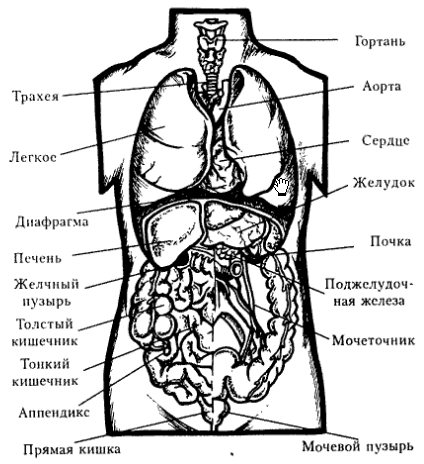 Органы организма человека