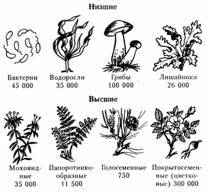 Примерное число видов современных растений