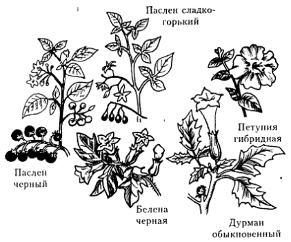 Растения семейства пасленовых