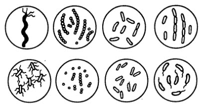 Различные формы бактерий