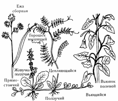 Разнообразие стеблей