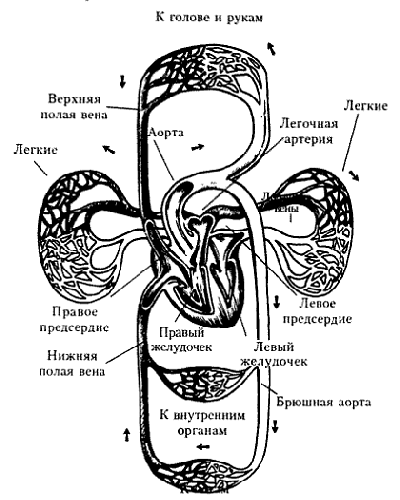 Схема кругов кровообращения
