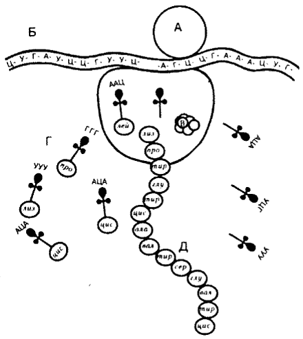 Схема синтеза белка в рибосоме