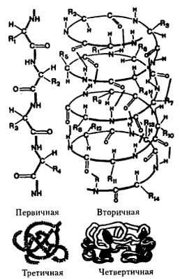 Структура белковой молекулы